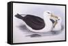 Black-Browed Albatross (Diomedea O Thalassarche Melanophrys)-John Gould-Framed Stretched Canvas