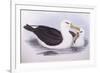 Black-Browed Albatross (Diomedea O Thalassarche Melanophrys)-John Gould-Framed Giclee Print