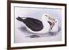 Black-Browed Albatross (Diomedea O Thalassarche Melanophrys)-John Gould-Framed Giclee Print