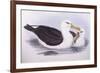 Black-Browed Albatross (Diomedea O Thalassarche Melanophrys)-John Gould-Framed Giclee Print