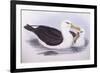 Black-Browed Albatross (Diomedea O Thalassarche Melanophrys)-John Gould-Framed Giclee Print