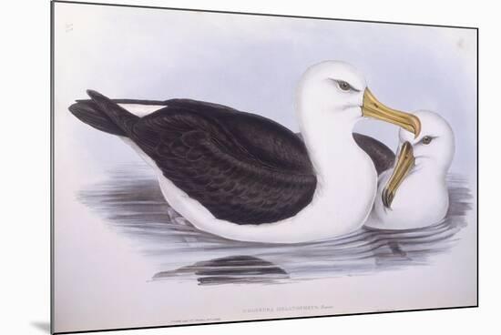 Black-Browed Albatross (Diomedea O Thalassarche Melanophrys)-John Gould-Mounted Giclee Print