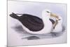 Black-Browed Albatross (Diomedea O Thalassarche Melanophrys)-John Gould-Mounted Giclee Print