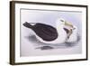 Black-Browed Albatross (Diomedea O Thalassarche Melanophrys)-John Gould-Framed Giclee Print