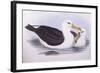 Black-Browed Albatross (Diomedea O Thalassarche Melanophrys)-John Gould-Framed Giclee Print