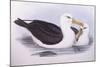 Black-Browed Albatross (Diomedea O Thalassarche Melanophrys)-John Gould-Mounted Giclee Print