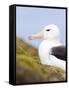 Black-browed Albatross. Falkland Islands-Martin Zwick-Framed Stretched Canvas