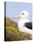 Black-browed Albatross. Falkland Islands-Martin Zwick-Stretched Canvas