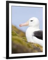 Black-browed Albatross. Falkland Islands-Martin Zwick-Framed Photographic Print