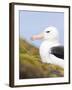 Black-browed Albatross. Falkland Islands-Martin Zwick-Framed Photographic Print