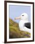 Black-browed Albatross. Falkland Islands-Martin Zwick-Framed Photographic Print