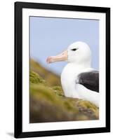 Black-browed Albatross. Falkland Islands-Martin Zwick-Framed Photographic Print