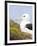 Black-browed Albatross. Falkland Islands-Martin Zwick-Framed Photographic Print