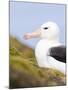 Black-browed Albatross. Falkland Islands-Martin Zwick-Mounted Photographic Print