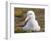 Black-browed Albatross. Falkland Islands-Martin Zwick-Framed Photographic Print