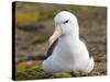 Black-browed Albatross. Falkland Islands-Martin Zwick-Stretched Canvas