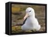 Black-browed Albatross. Falkland Islands-Martin Zwick-Framed Stretched Canvas