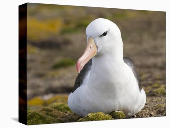 Black-browed Albatross. Falkland Islands-Martin Zwick-Stretched Canvas