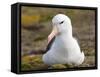 Black-browed Albatross. Falkland Islands-Martin Zwick-Framed Stretched Canvas