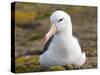 Black-browed Albatross. Falkland Islands-Martin Zwick-Stretched Canvas