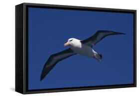 Black-Browed Albatross Flying-DLILLC-Framed Stretched Canvas