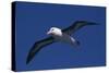 Black-Browed Albatross Flying-DLILLC-Stretched Canvas