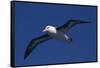 Black-Browed Albatross Flying-DLILLC-Framed Stretched Canvas