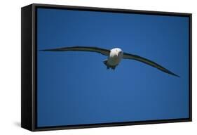 Black-Browed Albatross Flying-DLILLC-Framed Stretched Canvas