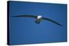 Black-Browed Albatross Flying-DLILLC-Stretched Canvas