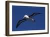 Black-Browed Albatross Flying-DLILLC-Framed Photographic Print