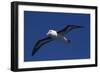 Black-Browed Albatross Flying-DLILLC-Framed Photographic Print