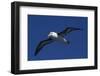 Black-Browed Albatross Flying-DLILLC-Framed Photographic Print