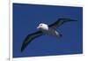 Black-Browed Albatross Flying-DLILLC-Framed Photographic Print