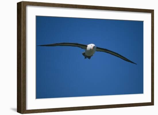 Black-Browed Albatross Flying-DLILLC-Framed Photographic Print