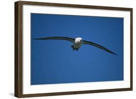 Black-Browed Albatross Flying-DLILLC-Framed Photographic Print