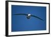 Black-Browed Albatross Flying-DLILLC-Framed Photographic Print