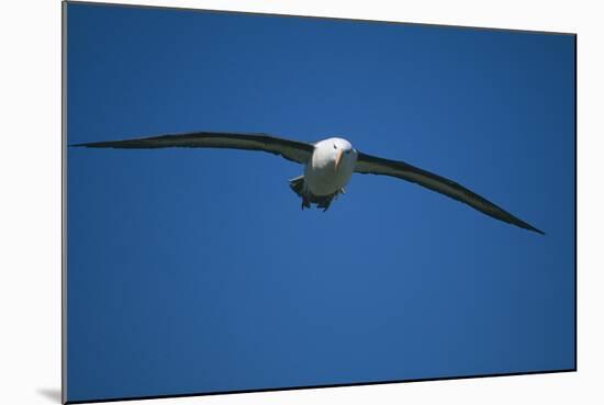 Black-Browed Albatross Flying-DLILLC-Mounted Photographic Print