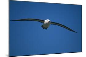 Black-Browed Albatross Flying-DLILLC-Mounted Photographic Print