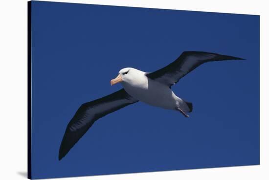 Black-Browed Albatross Flying-DLILLC-Stretched Canvas