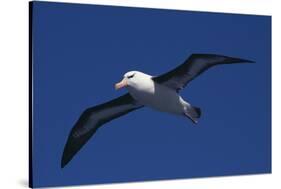 Black-Browed Albatross Flying-DLILLC-Stretched Canvas