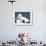 Black-Browed Albatross Greeting Courtship Display. Falkland Islands-Martin Zwick-Framed Photographic Print displayed on a wall