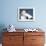 Black-Browed Albatross Greeting Courtship Display. Falkland Islands-Martin Zwick-Framed Photographic Print displayed on a wall