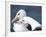 Black-Browed Albatross Greeting Courtship Display. Falkland Islands-Martin Zwick-Framed Photographic Print