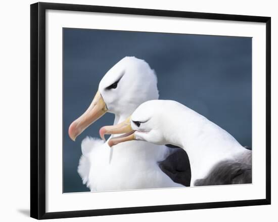 Black-Browed Albatross Greeting Courtship Display. Falkland Islands-Martin Zwick-Framed Photographic Print