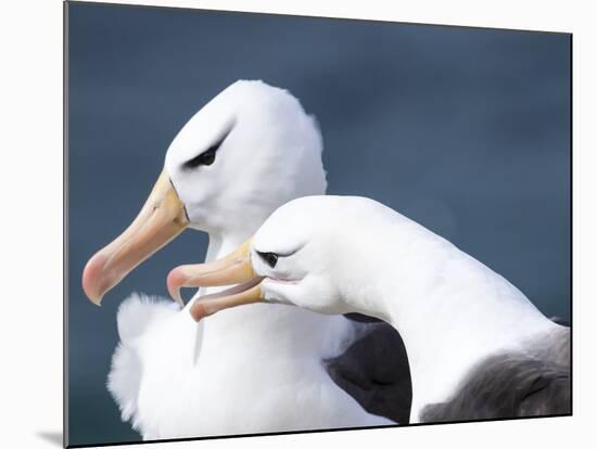 Black-Browed Albatross Greeting Courtship Display. Falkland Islands-Martin Zwick-Mounted Photographic Print