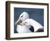 Black-Browed Albatross Greeting Courtship Display. Falkland Islands-Martin Zwick-Framed Photographic Print