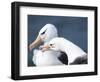 Black-Browed Albatross Greeting Courtship Display. Falkland Islands-Martin Zwick-Framed Photographic Print