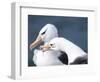 Black-Browed Albatross Greeting Courtship Display. Falkland Islands-Martin Zwick-Framed Photographic Print