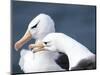 Black-Browed Albatross Greeting Courtship Display. Falkland Islands-Martin Zwick-Mounted Photographic Print