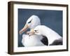 Black-Browed Albatross Greeting Courtship Display. Falkland Islands-Martin Zwick-Framed Photographic Print